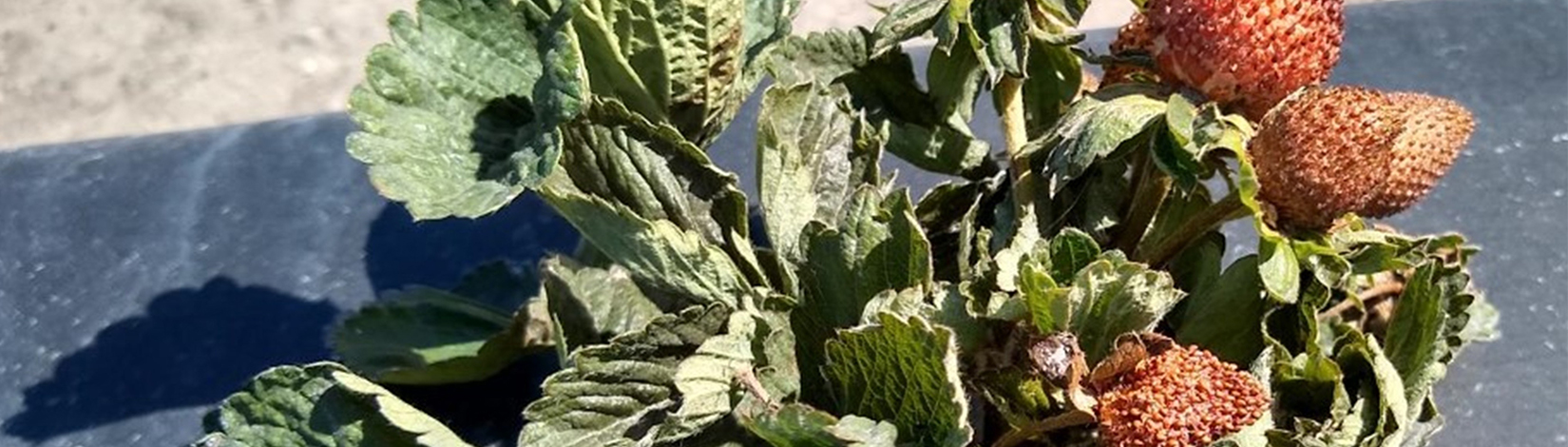 Iran's Shifting Tactics: Gulf States Targeted Amid Israel Missile Decline